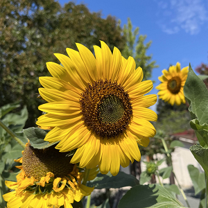 Original Sunflower Image